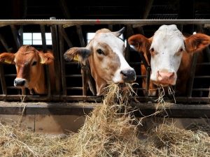 В Тамбовской области увеличилось производство мяса, молока и яиц