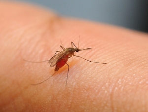 Комары занесли в Липецкую область африканскую болезнь 